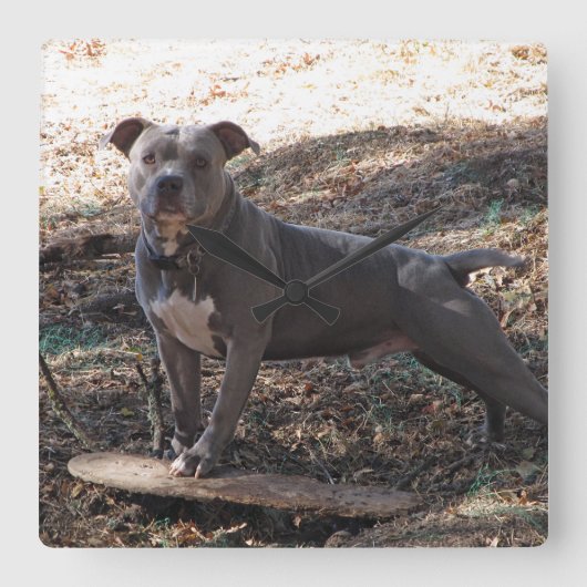 ピットブルとスケートボードの壁時計 スクエア壁時計 (正面)