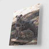 ピットブルとスケートボードの壁時計 スクエア壁時計 (傾斜)