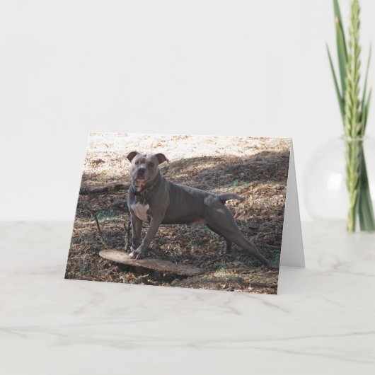 ピットブルとスケートボードサンキューカード サンキューカード (正面)