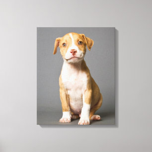 ピットブルの子犬 キャンバスプリント