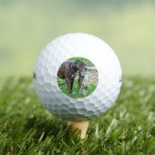 ピットブルアンドキャット ゴルフボール (インサイチュ 木)