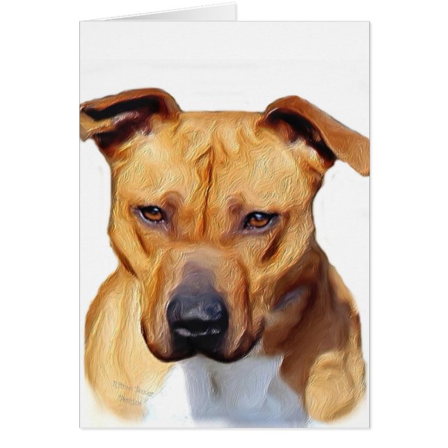 ピットブルテリア (正面)