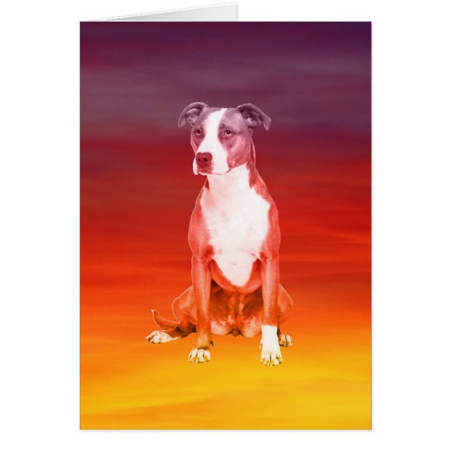 ピットブルドッグサイティングビーチ (正面)