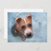 ピットブルパピーのヘミ ポストカード (正面/裏面)