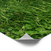 ピットブルポスター ポスター (角)