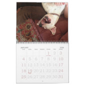 ピットブルラブカレンダー カレンダー (1月 2026)