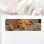 ピットブル住所 シール (インサイチュ)