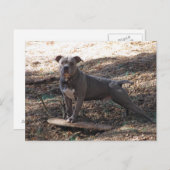 ピットブル及びスケートボード葉書 ポストカード (正面/裏面)