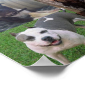 ピットブル品種照合 ポスター (角)