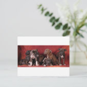 ピットブル子犬天国 ポストカード (スタンド正面)