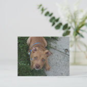 ピットブル子犬 ポストカード (スタンド正面)