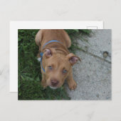 ピットブル子犬 ポストカード (正面/裏面)