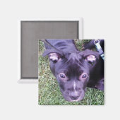 ピットブル子犬 マグネット (正面/裏面)