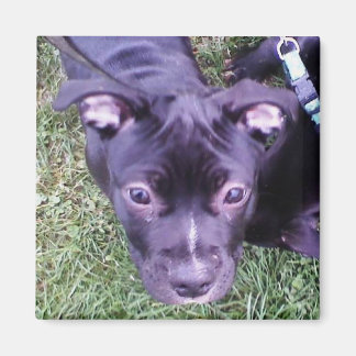 ピットブル子犬 マグネット