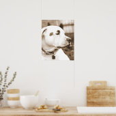 ピットブル犬セピア憎悪行為が繁殖しない ポスター (キッチン)