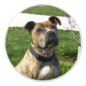 ピットブル犬 セラミックノブ (正面)