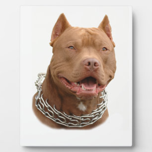 ピットブル犬 フォトプラーク