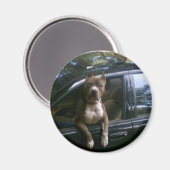 ピットブル犬 マグネット (正面/裏面)