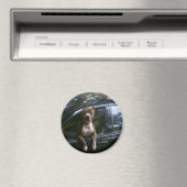 ピットブル犬 マグネット (インサイチュ (食洗機))