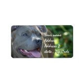 ピットブル犬 ラベル (正面)