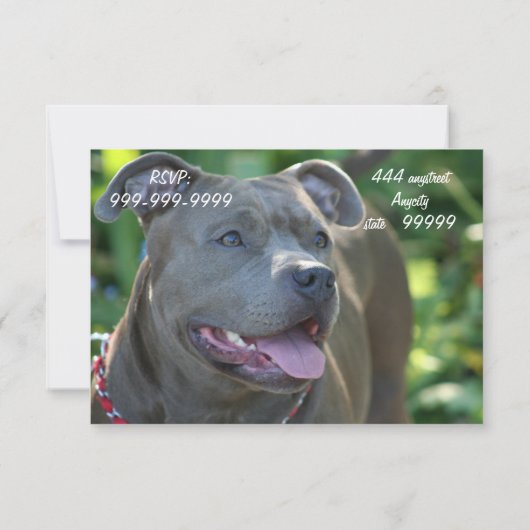 ピットブル犬 招待状 (裏面)