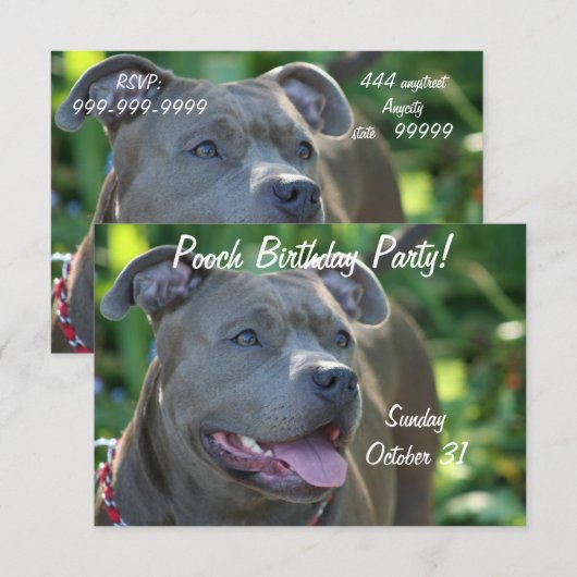 ピットブル犬 招待状 (正面/裏面)