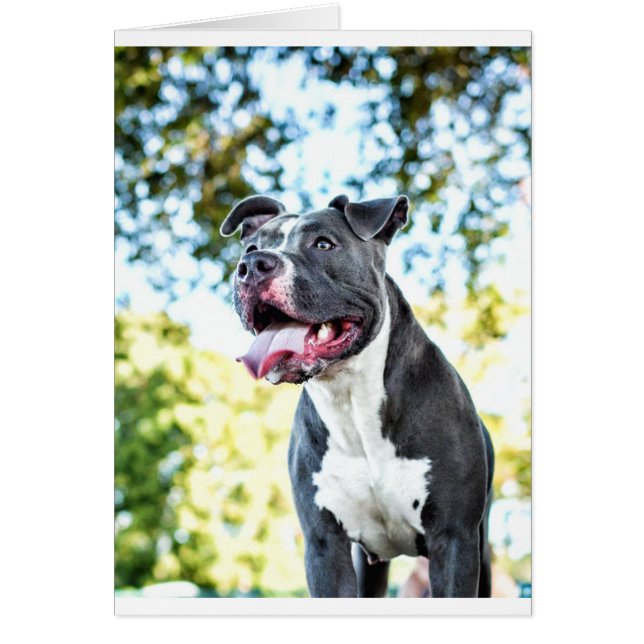 ピットブル (正面)