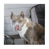 ピットブル タイル (正面)