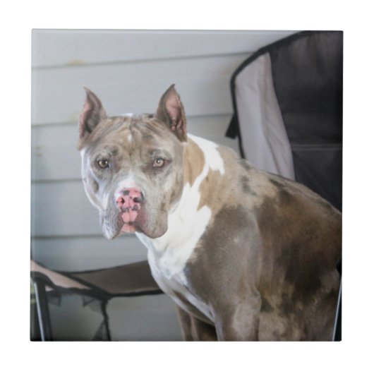 ピットブル タイル (正面)