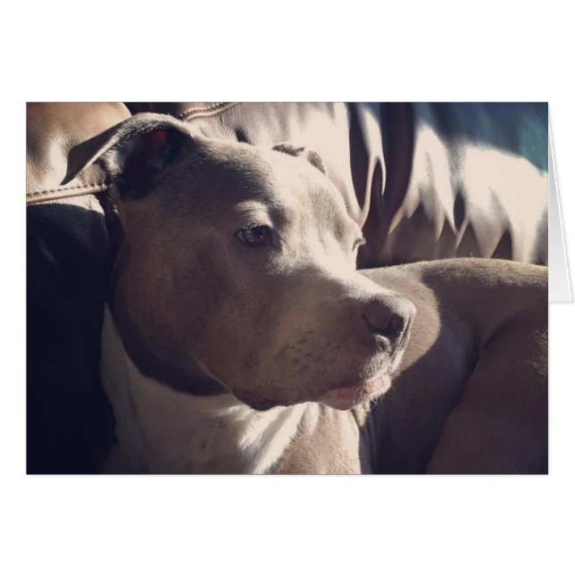 ピットブル=ハンサム (正面横)