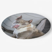 ピットブル ペーパープレート (アングル)