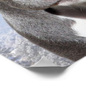 ピットブル ポスター (角)