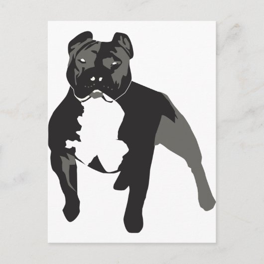 ピットブル ポストカード (正面)