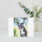 ピットブル ポストカード (スタンド正面)