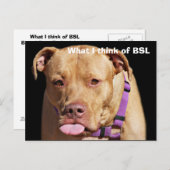 ピットブル ポストカード (正面/裏面)