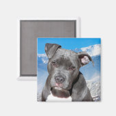 ピットブル マグネット (正面/裏面)