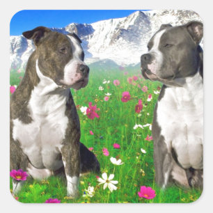 ピット・ブルBrindle及び青い(犬)スタッフォード及び犬 スクエアシール