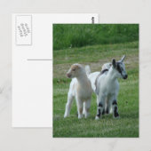 ピッピとグレー ポストカード (正面/裏面)