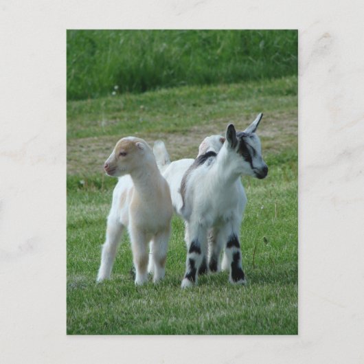 ピッピとグレー ポストカード (正面)