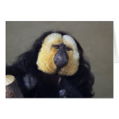 ピテシア (正面横)