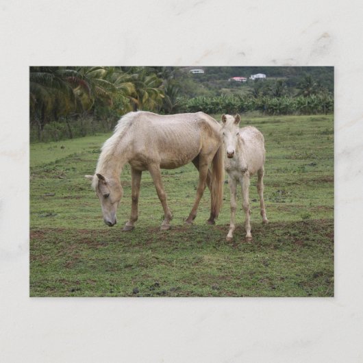 ピトン2 ポストカード (正面)