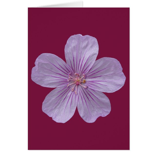 ピニーウッズゼラニウム#1 (正面)