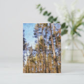 ピニー林 ポストカード (スタンド正面)