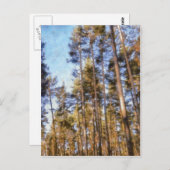 ピニー林 ポストカード (正面/裏面)