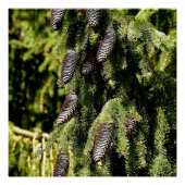 ピネコン ポスター (正面)