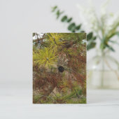 ピネコン ポストカード (スタンド正面)