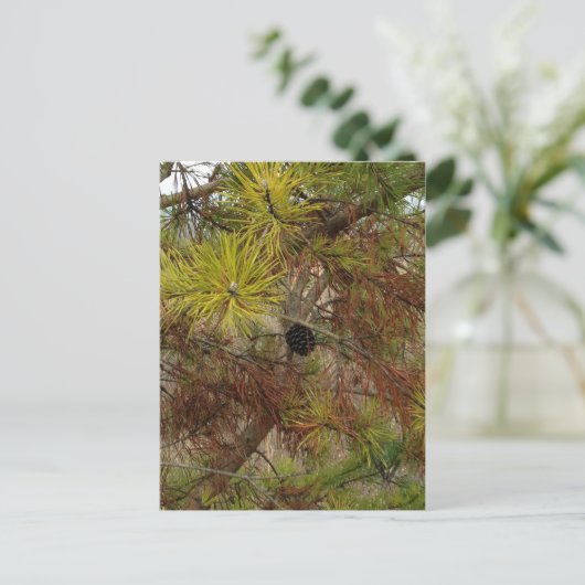 ピネコン ポストカード (スタンド正面)