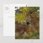 ピネコン ポストカード (正面/裏面)