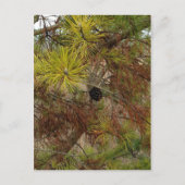 ピネコン ポストカード (正面)