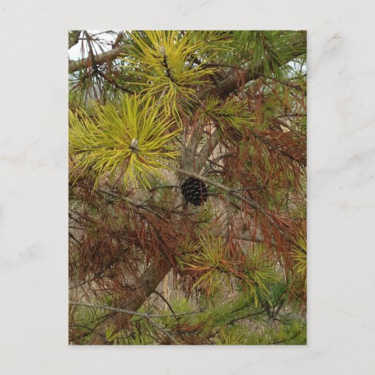 ピネコン ポストカード (正面)